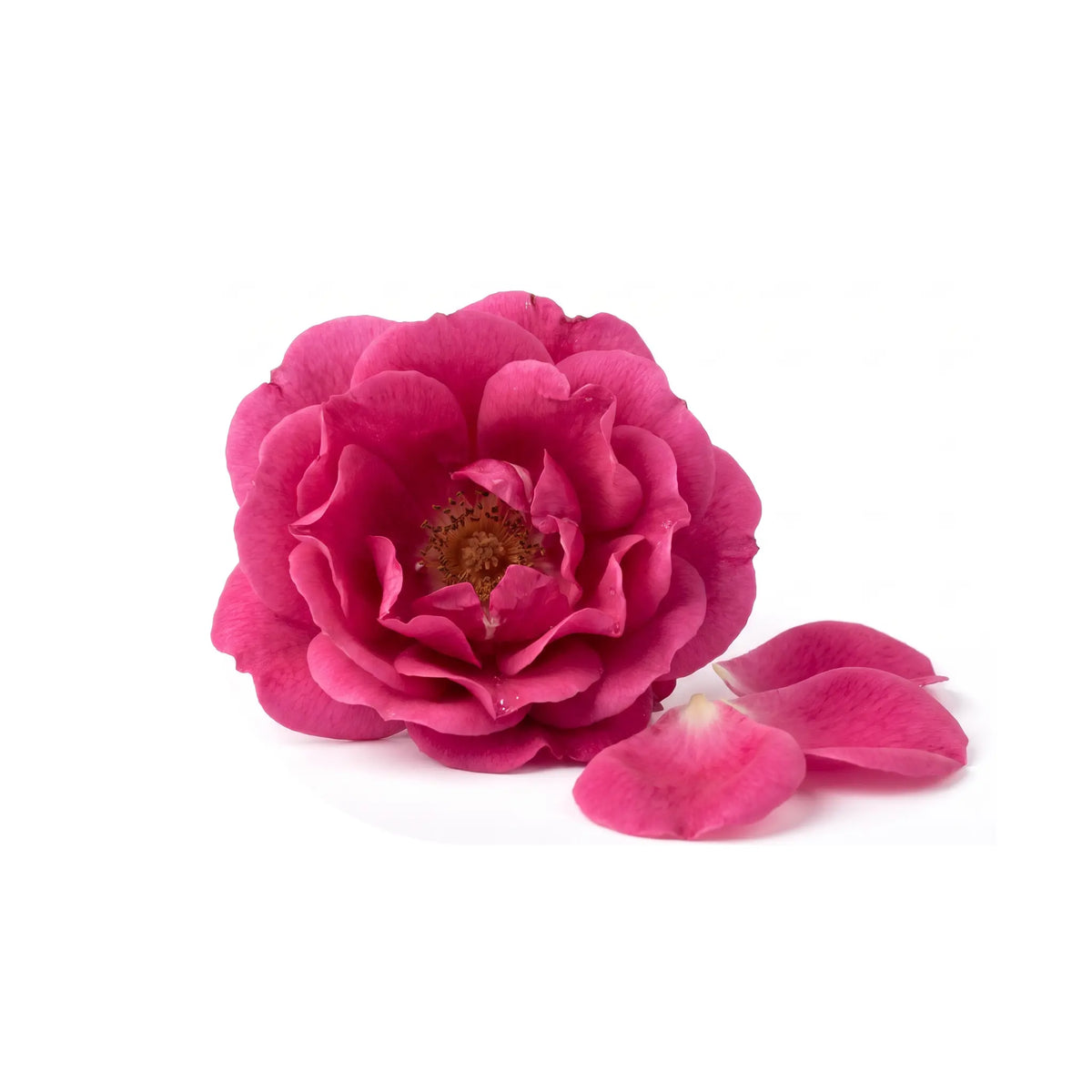 Rose Perfumes